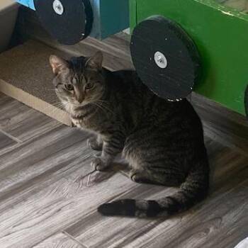 Mitty -  Domestic Short Hair Cat for Adoption in West Des Moines, Iowa - Mitty | PetCurious