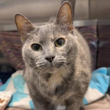Minnie -  Domestic Short Hair Cat for Adoption in Pittsburgh, Pennsylvania - Minnie | PetCurious