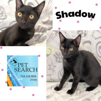 Rescue Domestic Short Hair Cats for Adoption in Washington, Pennsylvania - Shadow | PetCurious