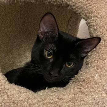 Domestic Short Hair Cats Available for Adoption in Los Angeles, California - Oliver | PetCurious