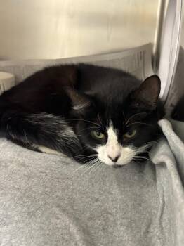 Domestic Medium Hair Cats Available for Adoption in Findlay, Ohio - Ariel | PetCurious