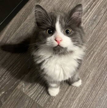 Rescue Domestic Short Hair Cats for Adoption in Ottawa, Ontario - Neptune | PetCurious