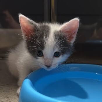 Mini Moo -  Domestic Short Hair Cat for Adoption - Mini Moo | PetCurious