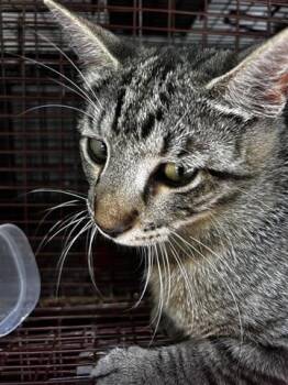 Domestic Short Hair Cats Available for Adoption in Houston, Texas - A653933 | PetCurious