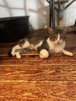 Rectus Maximus -  Domestic Short Hair Cat for Adoption in Trenton, New Jersey - Rectus Maximus | PetCurious