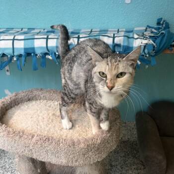 Mimsy -  Domestic Short Hair Cat for Adoption in Fresno, California - Mimsy | PetCurious