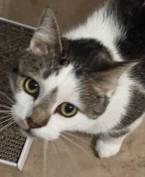 Larry -  Domestic Short Hair Cat for Adoption in Schertz, Texas - Larry | PetCurious
