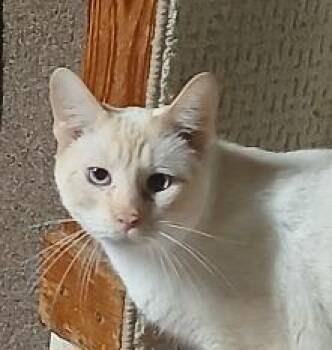 Siamese Cats Available for Adoption - 9434980 | PetCurious