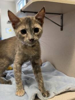 Thelma -  Domestic Short Hair Cat for Adoption in Salinas, California - Thelma | PetCurious