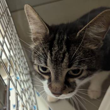 Domestic Short Hair Cats Available for Adoption in Roanoke, Virginia - Scottie | PetCurious