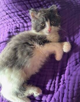 Bubbles -  Domestic Medium Hair and Domestic Long Hair Cat for Adoption in Wilmington, North Carolina - Bubbles | PetCurious