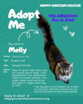 Molly -  Maine Coon Cat for Adoption - Molly | PetCurious