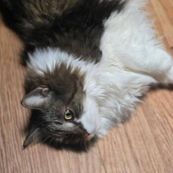 Domestic Long Hair Cats Available for Adoption in Klamath Falls, Oregon - Maggie May | PetCurious