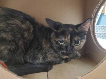 Rescue Domestic Short Hair Cats for Adoption in Maumee, Ohio - Mama | PetCurious