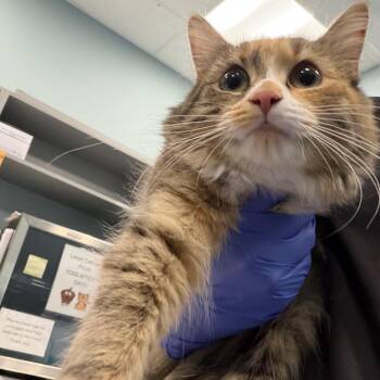 Platypus -  Domestic Long Hair Cat for Adoption in Greensboro, North Carolina - Platypus | PetCurious