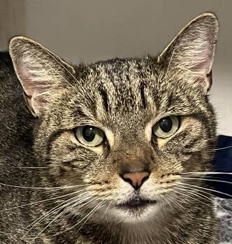 MURRAY -  Domestic Short Hair Cat for Adoption in Saddle River, New Jersey - MURRAY | PetCurious