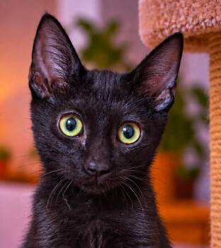 Styx S -  Bombay Cat for Adoption in Fresno, California - Styx S | PetCurious