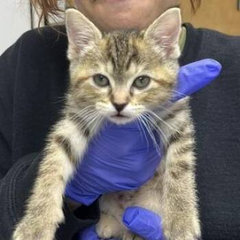 Foxy -  Domestic Short Hair Cat for Adoption in Pleasant Hill, California - Foxy | PetCurious