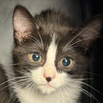 Tom -  Domestic Short Hair Cat for Adoption in Lakewood, Colorado - Tom | PetCurious