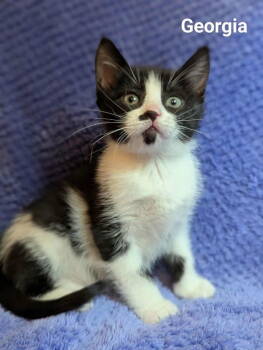 Rescue Domestic Long Hair Cats for Adoption in St. George, Utah - Georgia | PetCurious