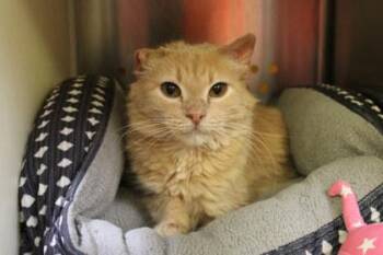 Domestic Short Hair Cats Available for Adoption in Kansas City, Missouri - Elcor | PetCurious
