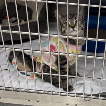 Bubbie -  Domestic Short Hair Cat for Adoption in Buffalo, New York - Bubbie | PetCurious