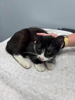 Kerrygold -  Domestic Short Hair Cat for Adoption in Bloomington, Indiana - Kerrygold | PetCurious