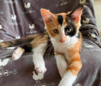 Mara -  Domestic Short Hair Cat for Adoption in Battle Creek, Michigan - Mara | PetCurious