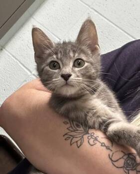 Klein -  Domestic Short Hair Cat for Adoption in Munster, Indiana - Klein | PetCurious