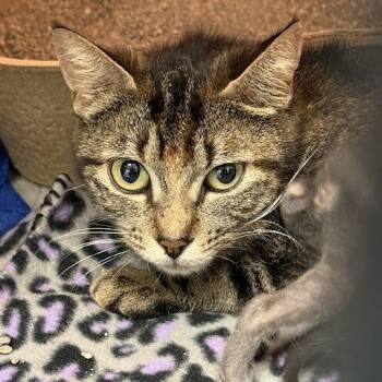 Malibu Barbie -  Domestic Short Hair Cat for Adoption in Austin, Texas - Malibu Barbie | PetCurious