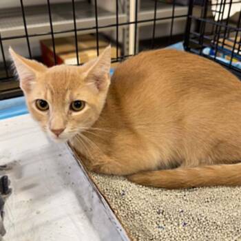 Domestic Short Hair Cats Available for Adoption in Antioch, California - Kip | PetCurious