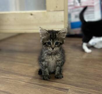 Koala -  American Shorthair Cat for Adoption in Emerald Isle, North Carolina - Koala | PetCurious