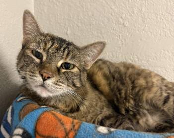 Sweetie -  Domestic Short Hair Cat for Adoption in Kansas City, Missouri - Sweetie | PetCurious
