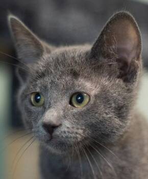 Frost -  Domestic Short Hair Cat for Adoption in Encinitas, California - Frost | PetCurious