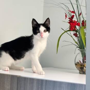 Cleo -  Domestic Short Hair Cat for Adoption in Syosset, New York - Cleo | PetCurious