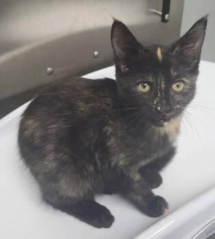 Nf22 Paloma -  Domestic Short Hair Cat for Adoption in Lawrenceville, Georgia - Nf22 Paloma | PetCurious