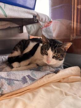 Greenie -  Domestic Short Hair Cat for Adoption in Midland, Michigan - Greenie | PetCurious