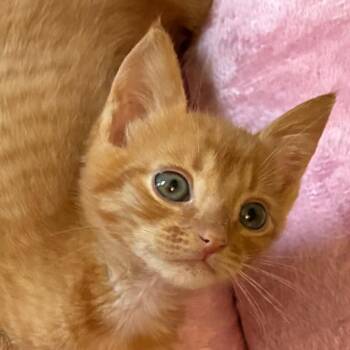 Orange -  Domestic Short Hair Cat for Adoption in Cumming, Georgia - Orange | PetCurious
