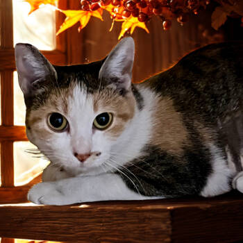 Rescue Domestic Short Hair Cats for Adoption in Las Vegas, Nevada - Marble | PetCurious