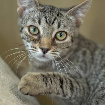 Gibbon -  Domestic Short Hair Cat for Adoption in Chapel Hill, North Carolina - Gibbon | PetCurious