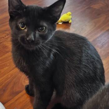 Annie -  Domestic Short Hair Cat for Adoption in Canal Winchester, Ohio - Annie | PetCurious