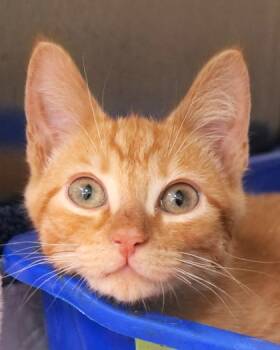 Rescue Domestic Short Hair Cats for Adoption in Fishers, Indiana - Tambourine | PetCurious