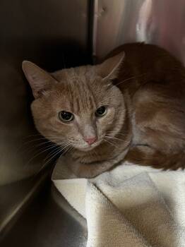 Rescue Domestic Short Hair Cats for Adoption in Meriden, Connecticut - Chaz | PetCurious