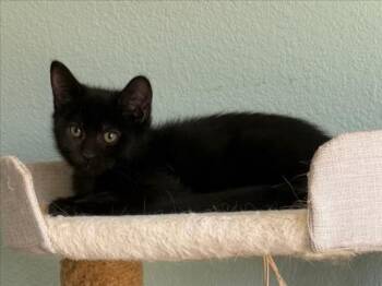 ARIEL -  Domestic Short Hair Cat for Adoption in Las Vegas, Nevada - ARIEL | PetCurious