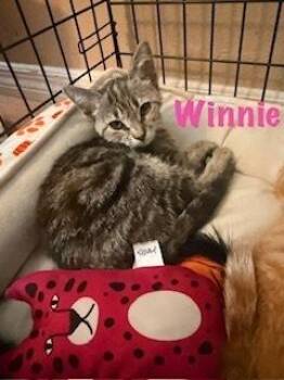 Winnie -  Domestic Short Hair and Tabby Cat for Adoption in Ruskin, Florida - Winnie | PetCurious