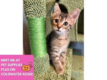CARL -  Domestic Short Hair Cat for Adoption in Fort Wayne, Indiana - CARL | PetCurious