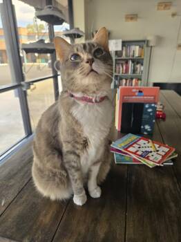 Rescue Domestic Short Hair Cats for Adoption in Tucson, Arizona - Nina | PetCurious