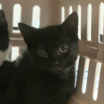 Rescue Domestic Short Hair Cats for Adoption in Lynchburg, Virginia - Jalapeno | PetCurious