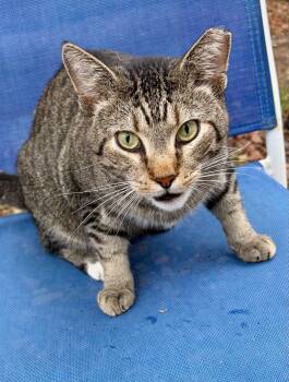 Tigger -  Tabby Cat for Adoption in Bolivia, North Carolina - Tigger | PetCurious