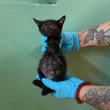 IVHS-Stray-139019_2 -  Domestic Short Hair Cat for Adoption in San Gabriel, California - IVHS-Stray-139019_2 | PetCurious